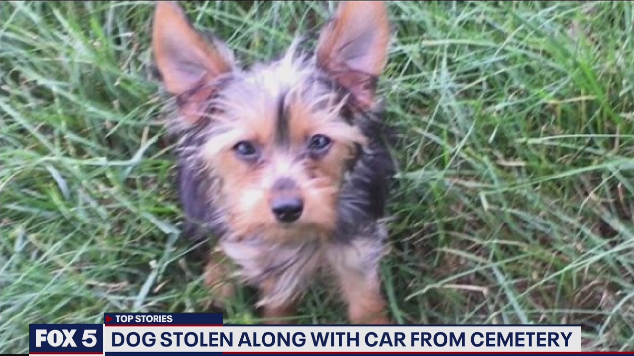 Dog stolen in car at Washington National Cemetery