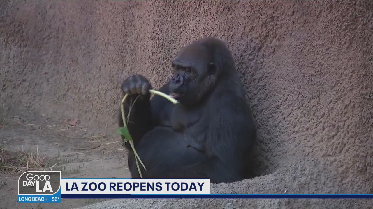 LA Zoo reopens to the public after months long closure