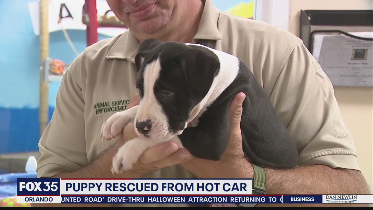 Puppy rescued from hot car