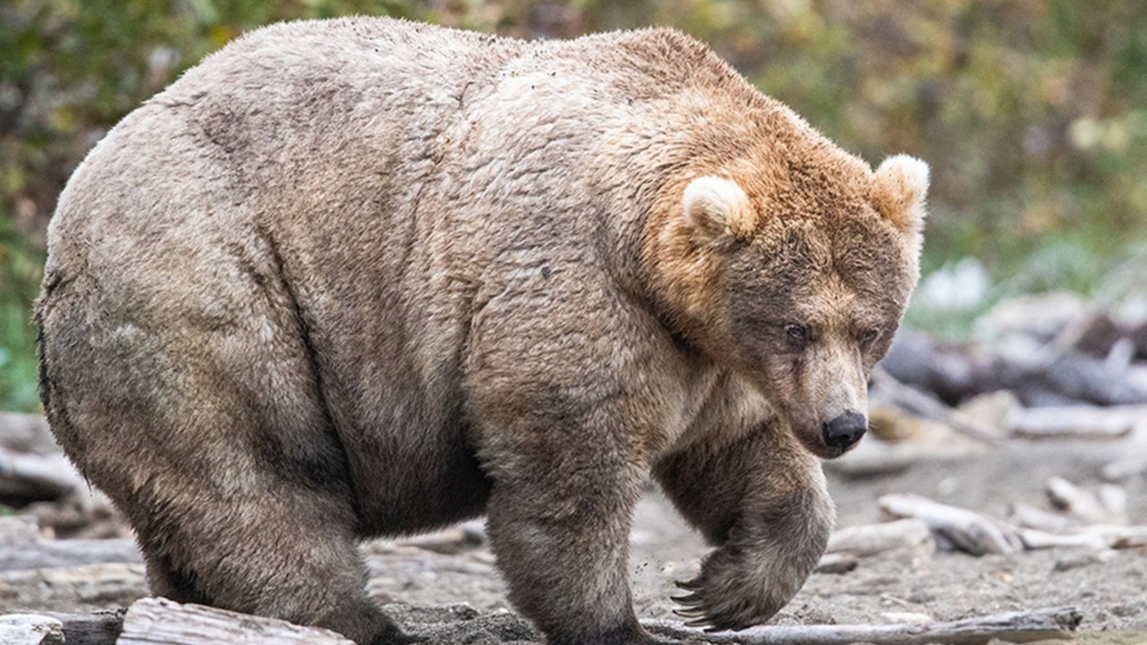 Meet the ‘Queen of Corpulence’: ‘Holly’ crowned 2019 ‘Fat Bear Week’ champion