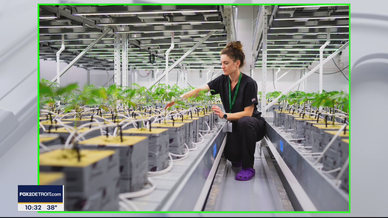 What is Craft Cannabis?