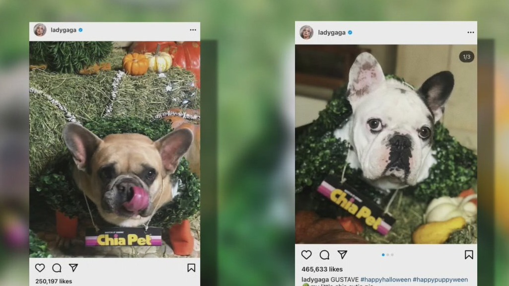 Lady Gaga's dog walker shot, 2 French bulldogs stolen