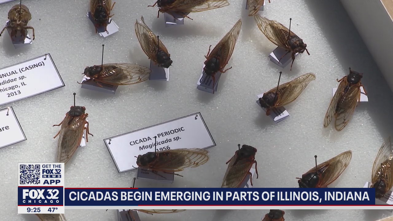 Cicada swarm to begin in Illinois, Indiana in a couple of weeks