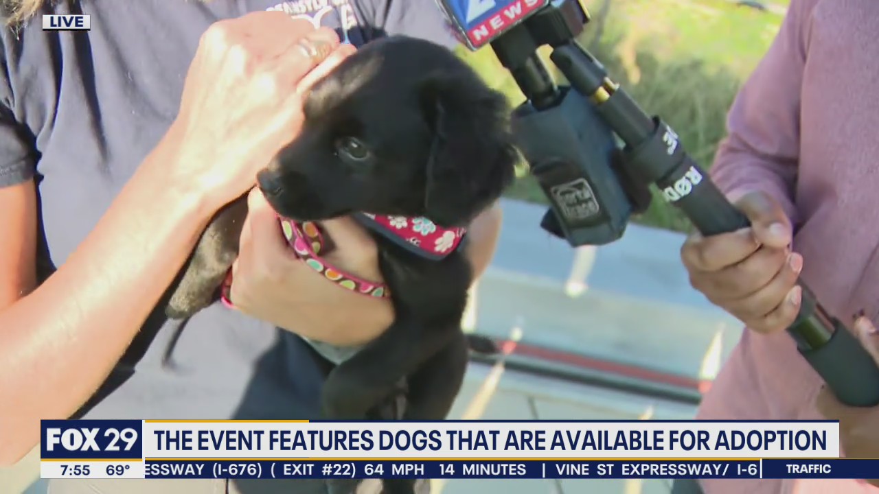 Sunset Social Yappy Hour supports Pennsylvania SPCA