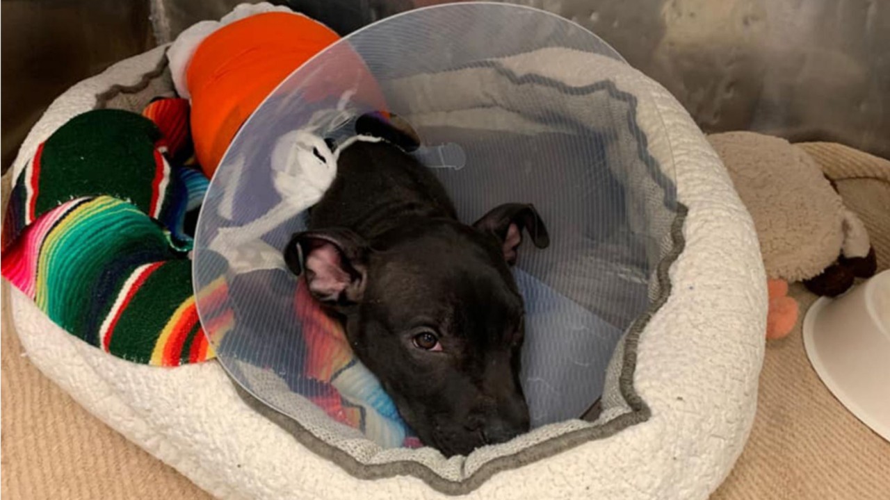 New Jersey dogs burned with blowtorch, animal rescuers say