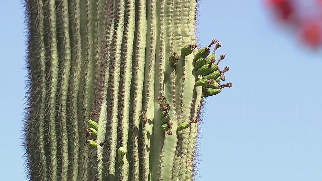 Stressed saguaros: Blooms found on side of cactus instead of at the top
