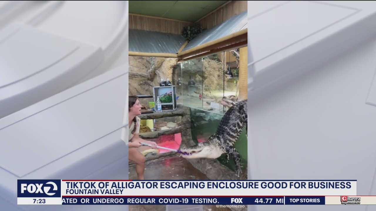 Viral Tiktok video of alligator escaping enclosure garner much business