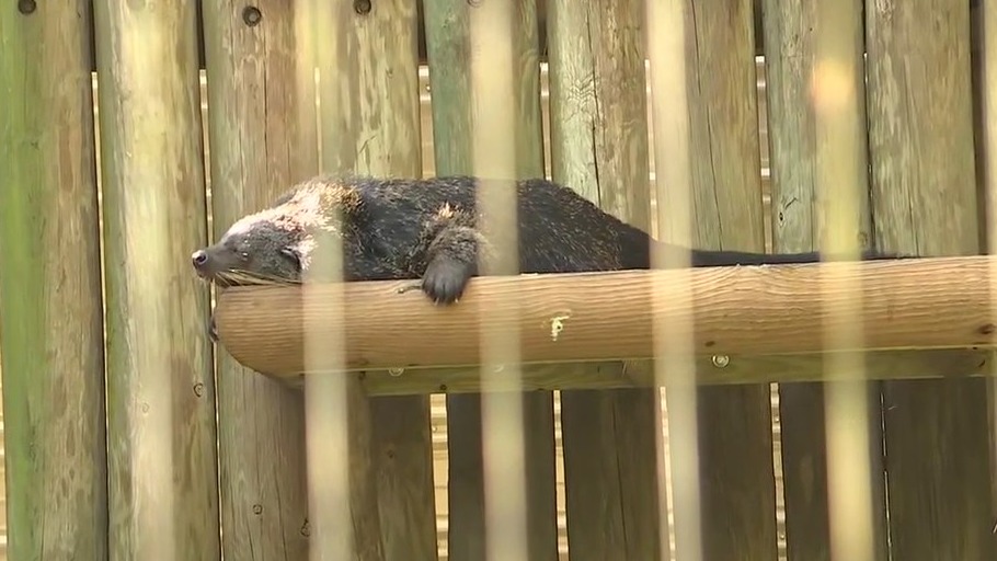 Get to know the animals at ZooTampa this spring