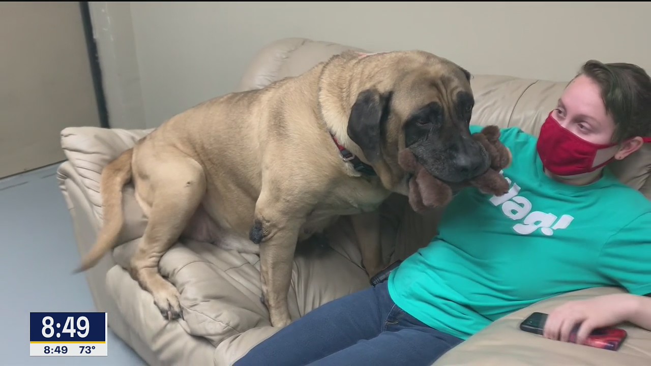 Dog of the Day: Kira