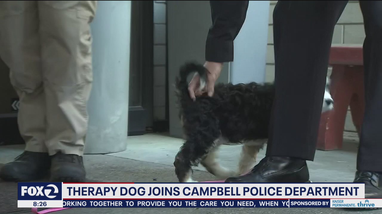 New police therapy puppy in Campbell
