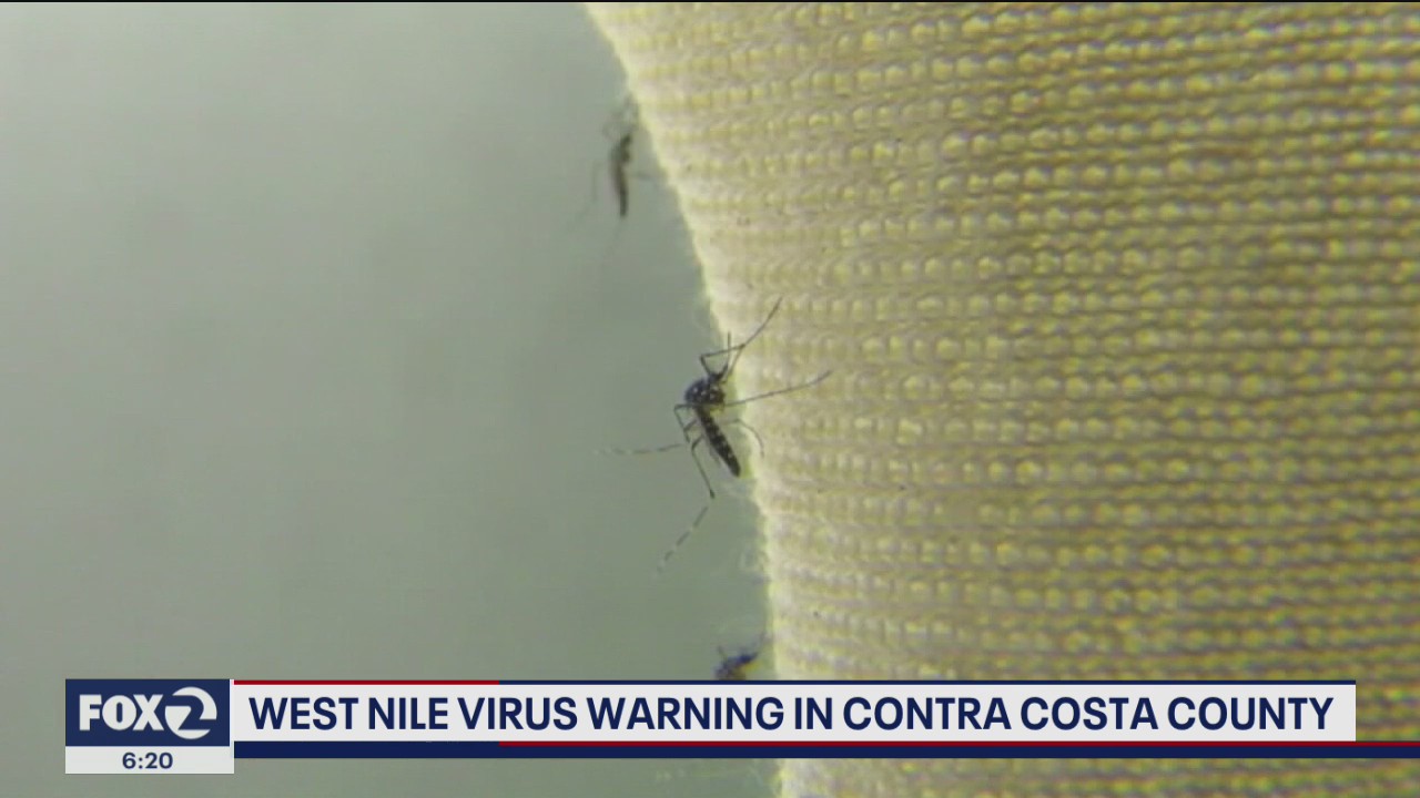 Contra Costa County residents being advised of West Nile Virus