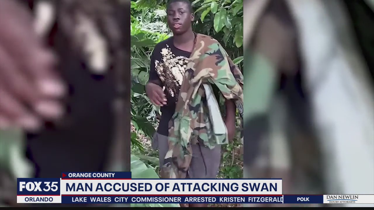 Man caught on camera, accused of attacking Lake Eola swan