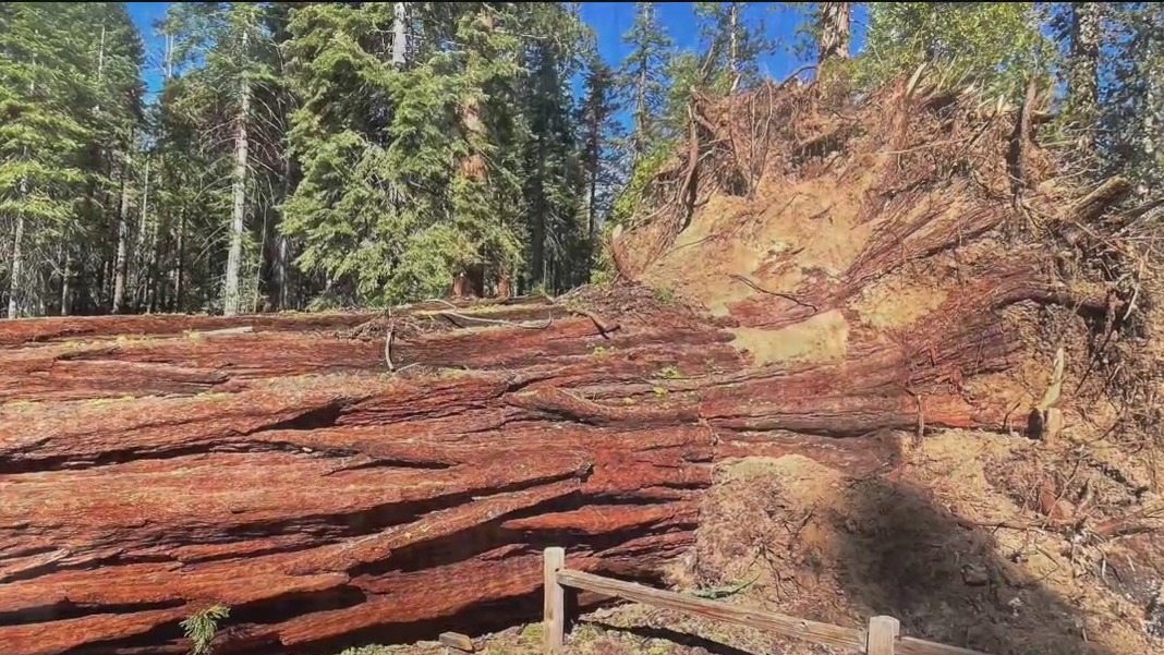 Yosemite reopens following wind event that toppled 15 giant sequoia trees