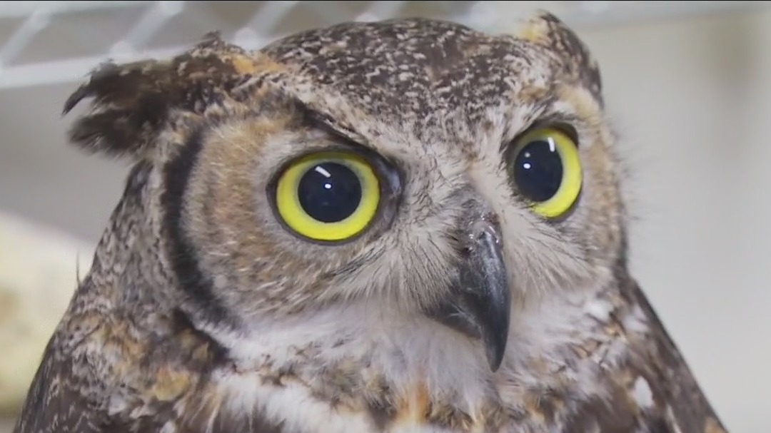 Austin Wildlife Rescue in need of summer volunteers