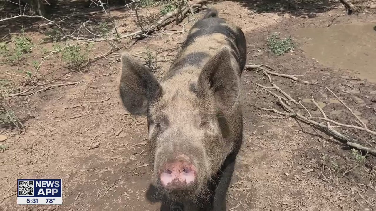 Texas farmers react to California law could make pork products scarce