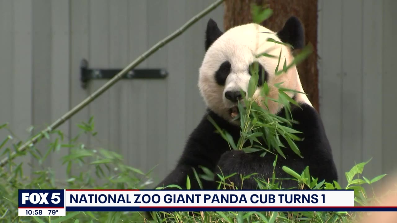 National Zoo's Xiao Qi Ji celebrates 1st birthday
