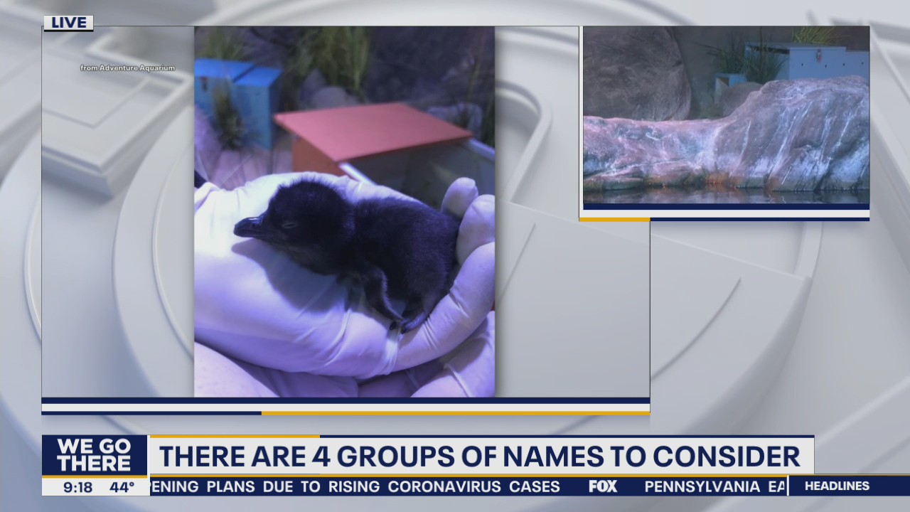 Penguin baby boom at Adventure Aquarium