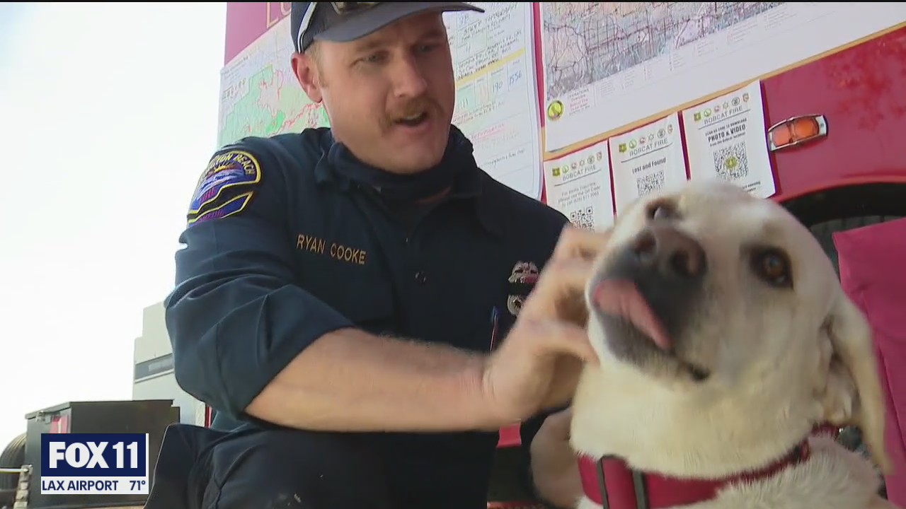 Stress relieving therapy dog helping firefighters cope