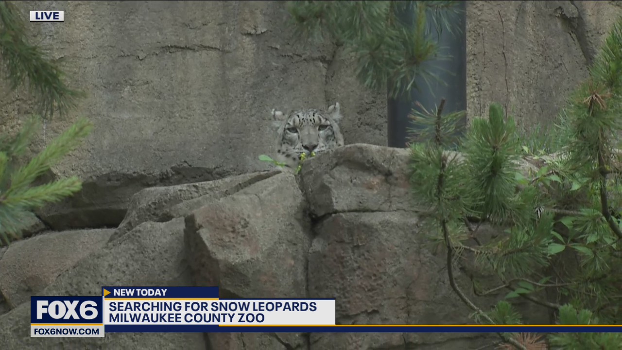 When visiting the Milwaukee County Zoo's snow leopard habitat, it’s recommended to look high up