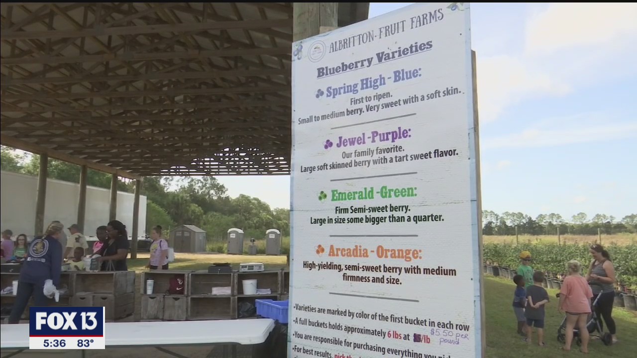 Long-time Sarasota farmers invite public to pick blueberries