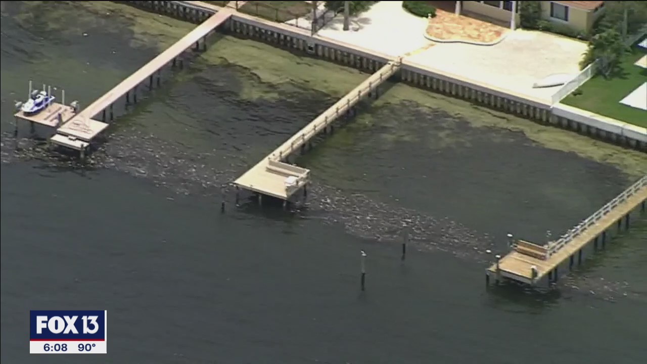 Tampa Bay seagrass suffering under red tide