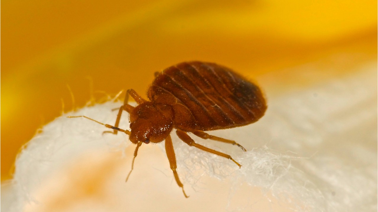 Police say bed bugs released in Pa. Walmart (2020 video)