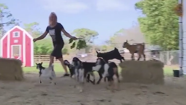 Farmer's Market Forecast: Goats and yoga at the Wild Flower Farm
