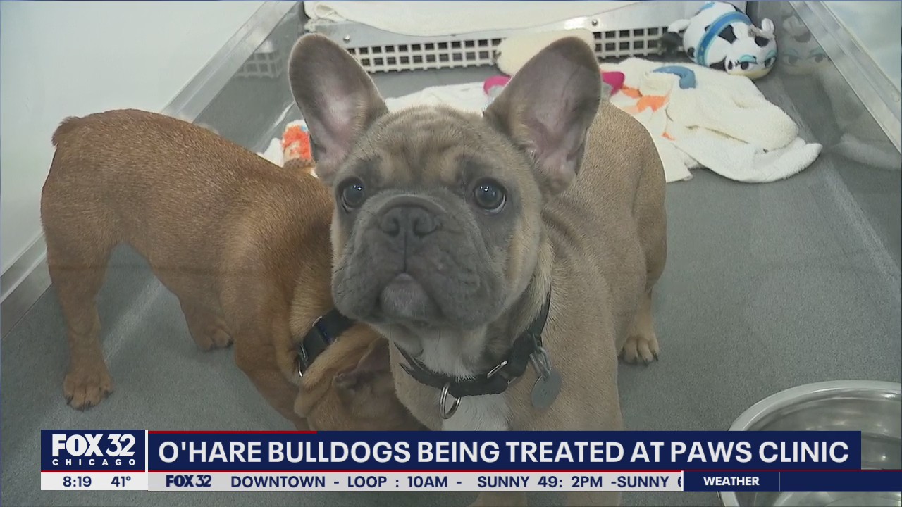 French bulldogs found in squalor at O'Hare being treated at PAWS clinic