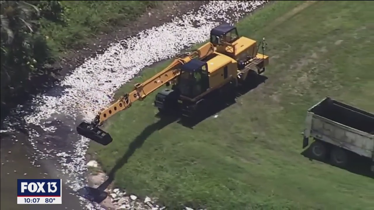 Red tide devastates fish populations around Tampa Bay