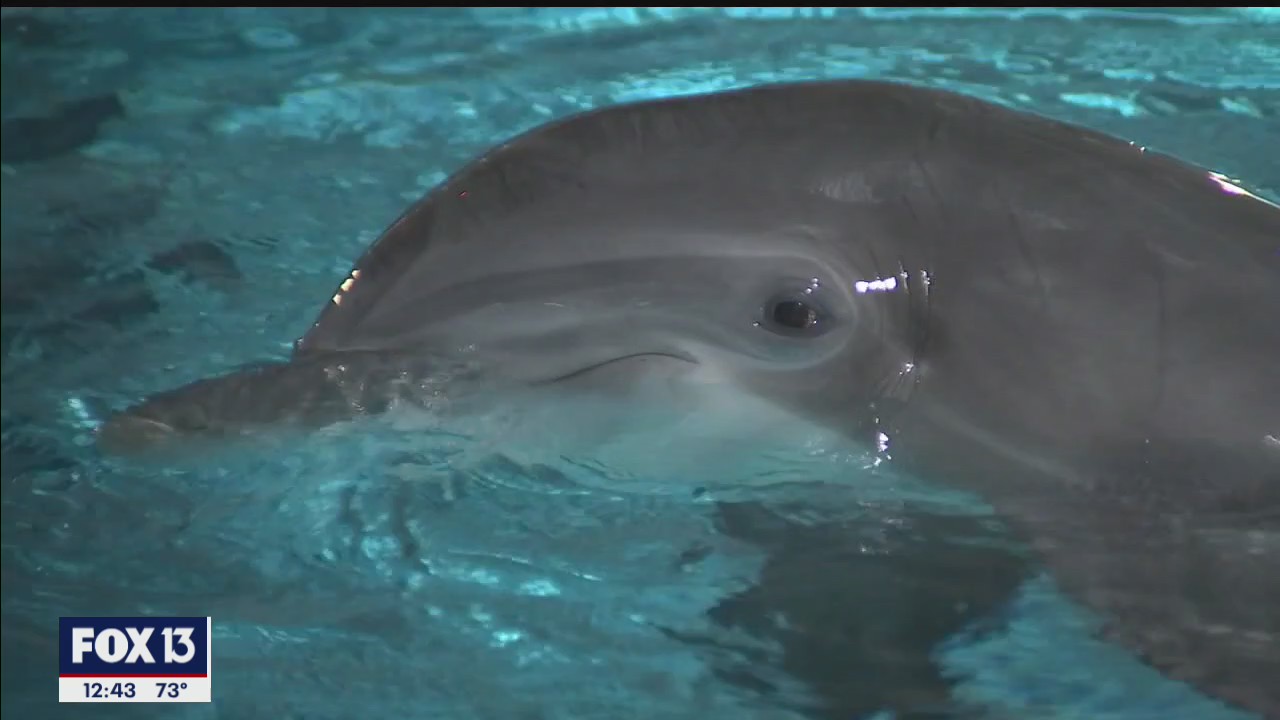 Clearwater aquarium launching 'Mermaid Tales Week'