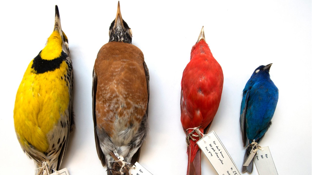 Birds are shrinking in size, and researchers believe it’s likely due to climate change