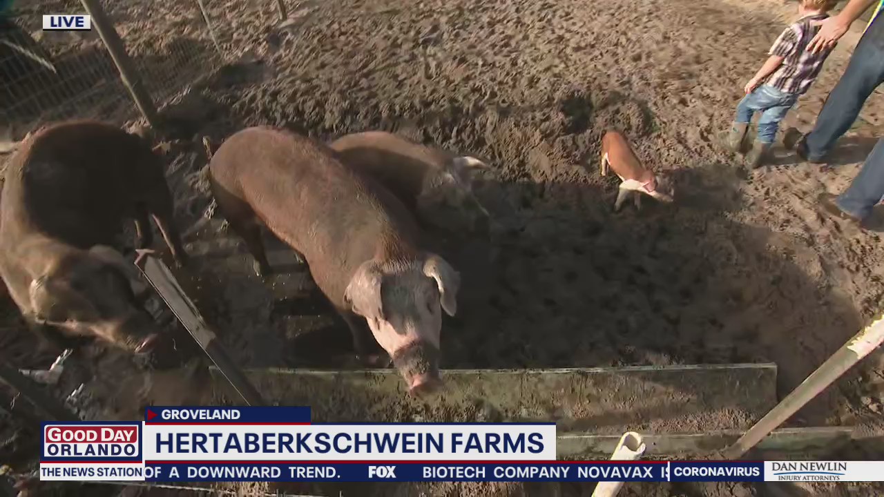 David Does It: Hertaberkschwein Farms