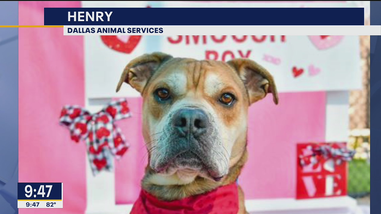 Ticket to Ride: Dallas shelter needs temporary homes for dogs being sent around the country