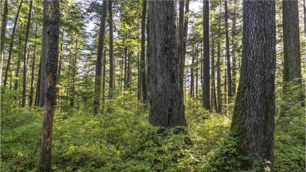 Feds propose opening national forest to logging