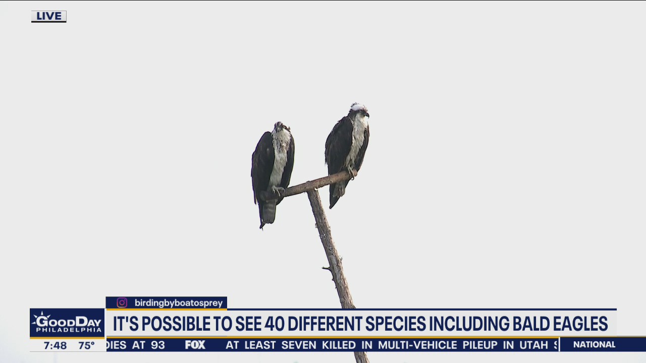Birding by Boat offers opportunity to see 40 different species including bald eagles