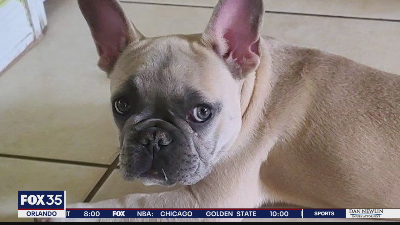 Man's French Bulldog stolen at gunpoint