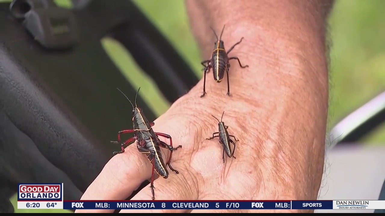 Experts: Protect yourself from this pest before its too late