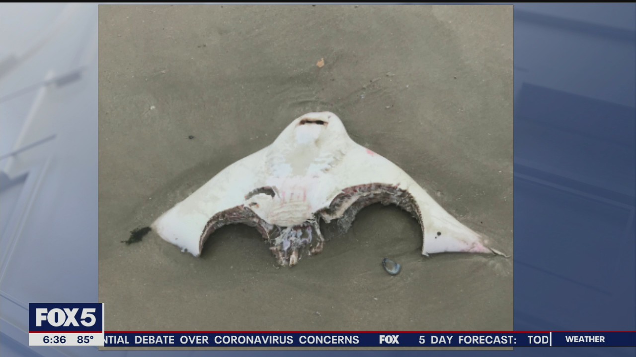 3 shark sightings off Long Island
