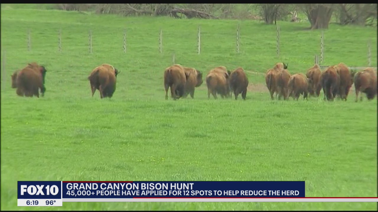45,000+ people apply to Grand Canyon bison hunt