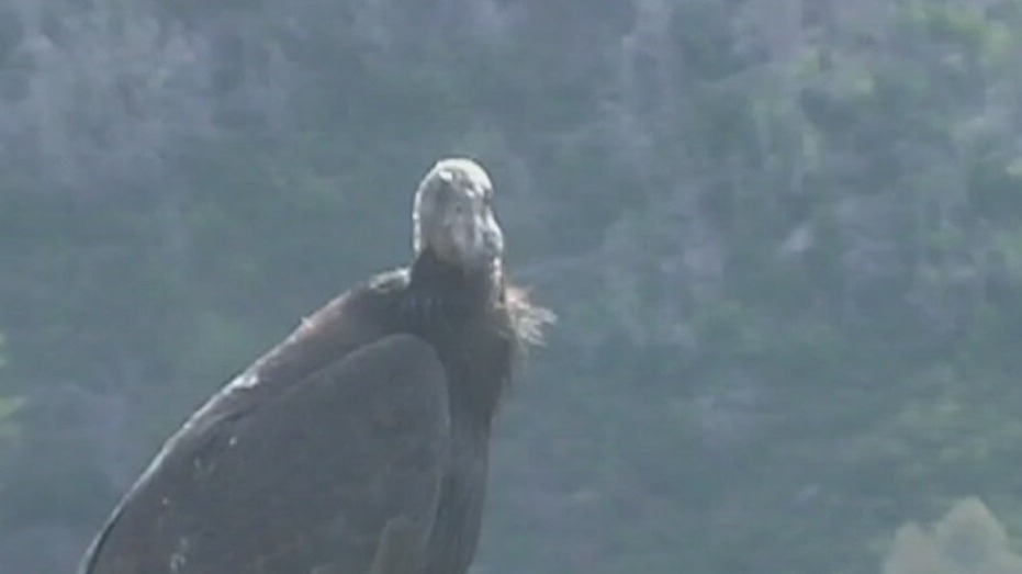 California condor to make a comeback