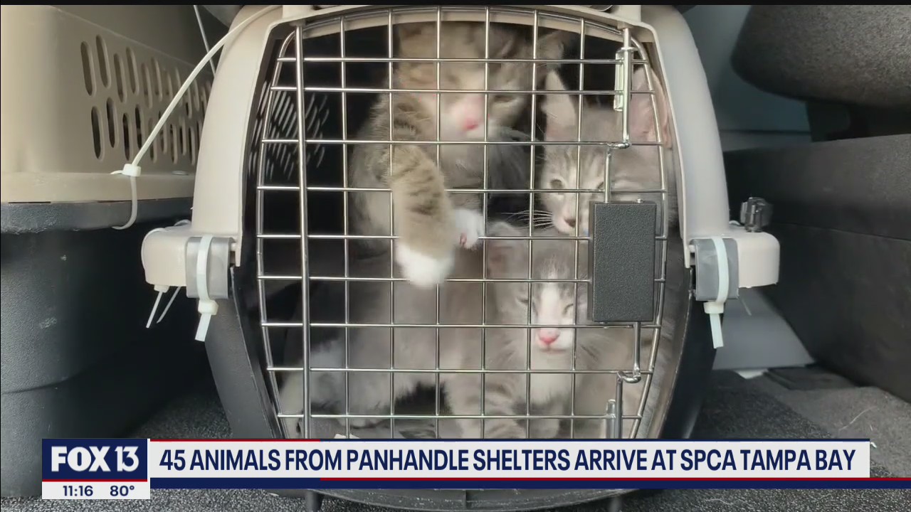 Animals rescued from Sally flooding brought to Tampa Bay