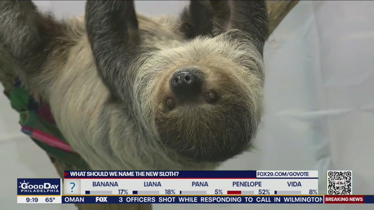 Elmwood Park Zoo to name new baby sloth