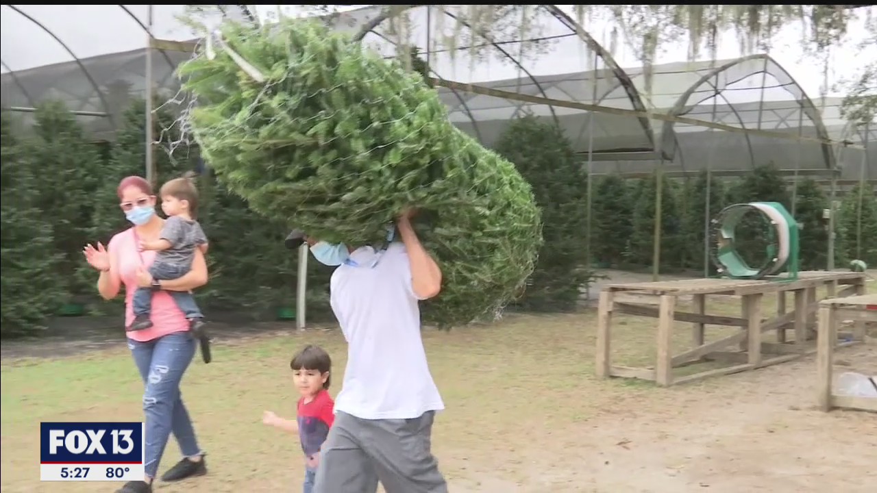 Christmas starts early for tree farmers