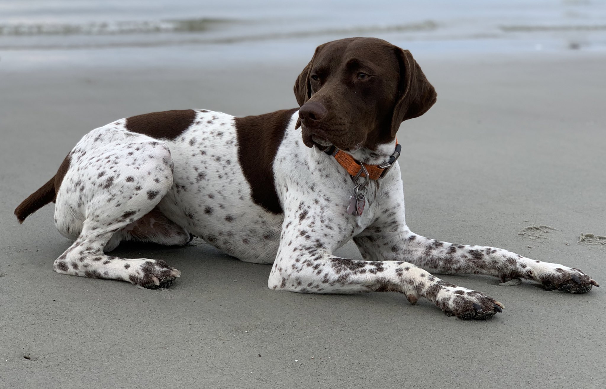 News crew finds stolen dog while covering story, suspect charged