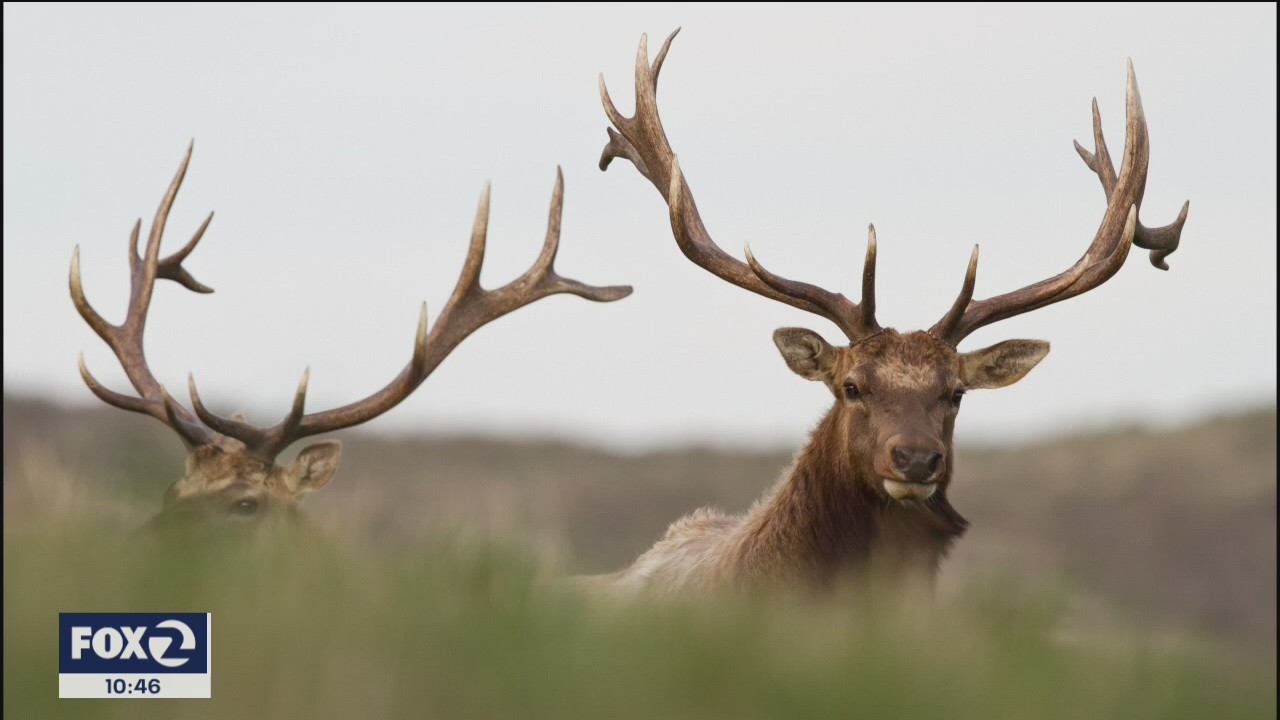 Elk found dead near Pt. Reyes National Seashore