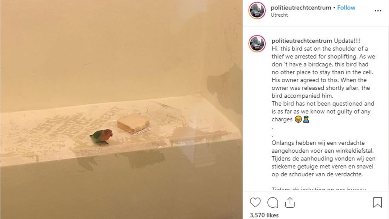 Bird detained, given sandwich in jail cell by Dutch police after shoplifting arrest