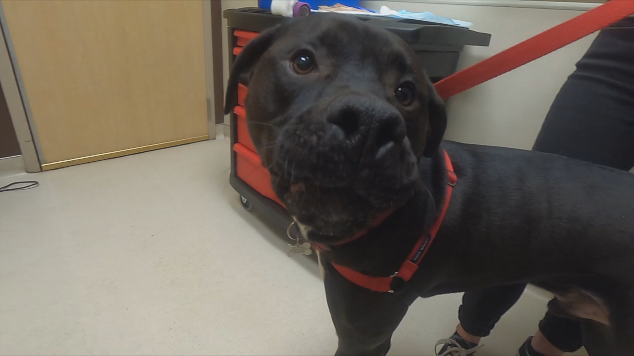 Dogs saving dogs: Pups become blood donors to help their friends