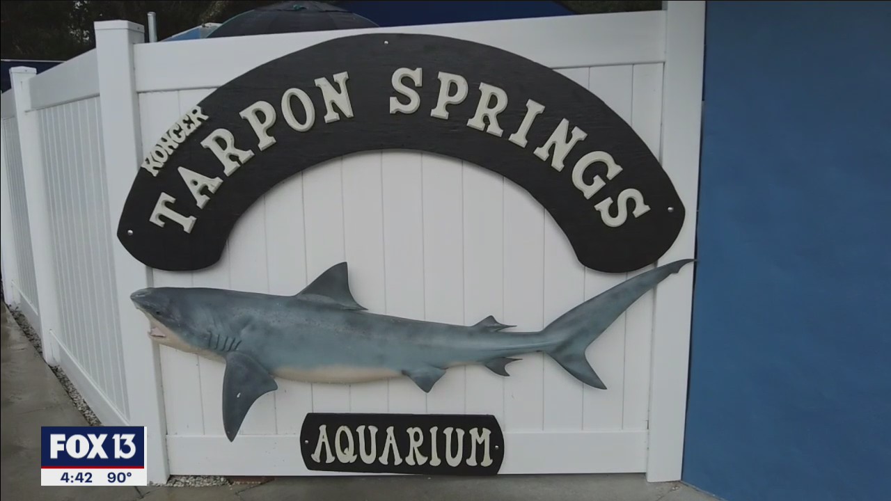Visit Tarpon Springs Aquarium to pet small sharks