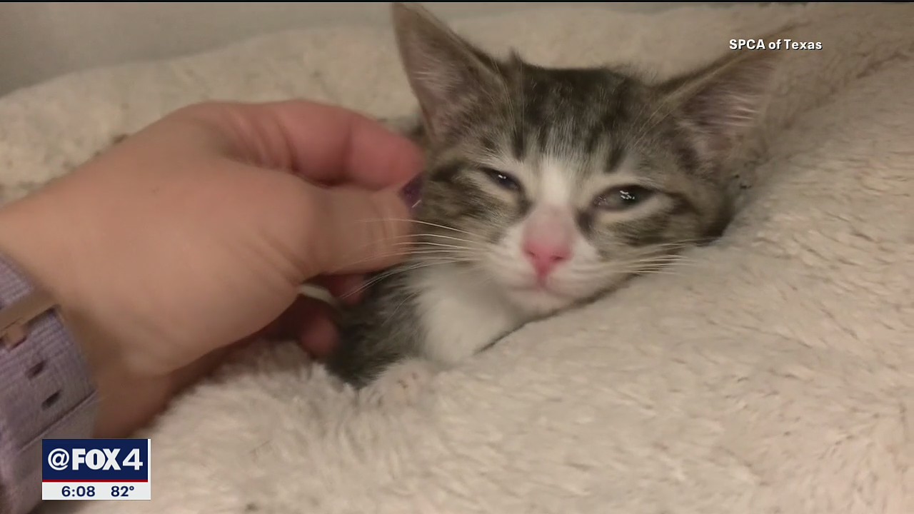 Adoptions down at Dallas Animal Services as more people return to work