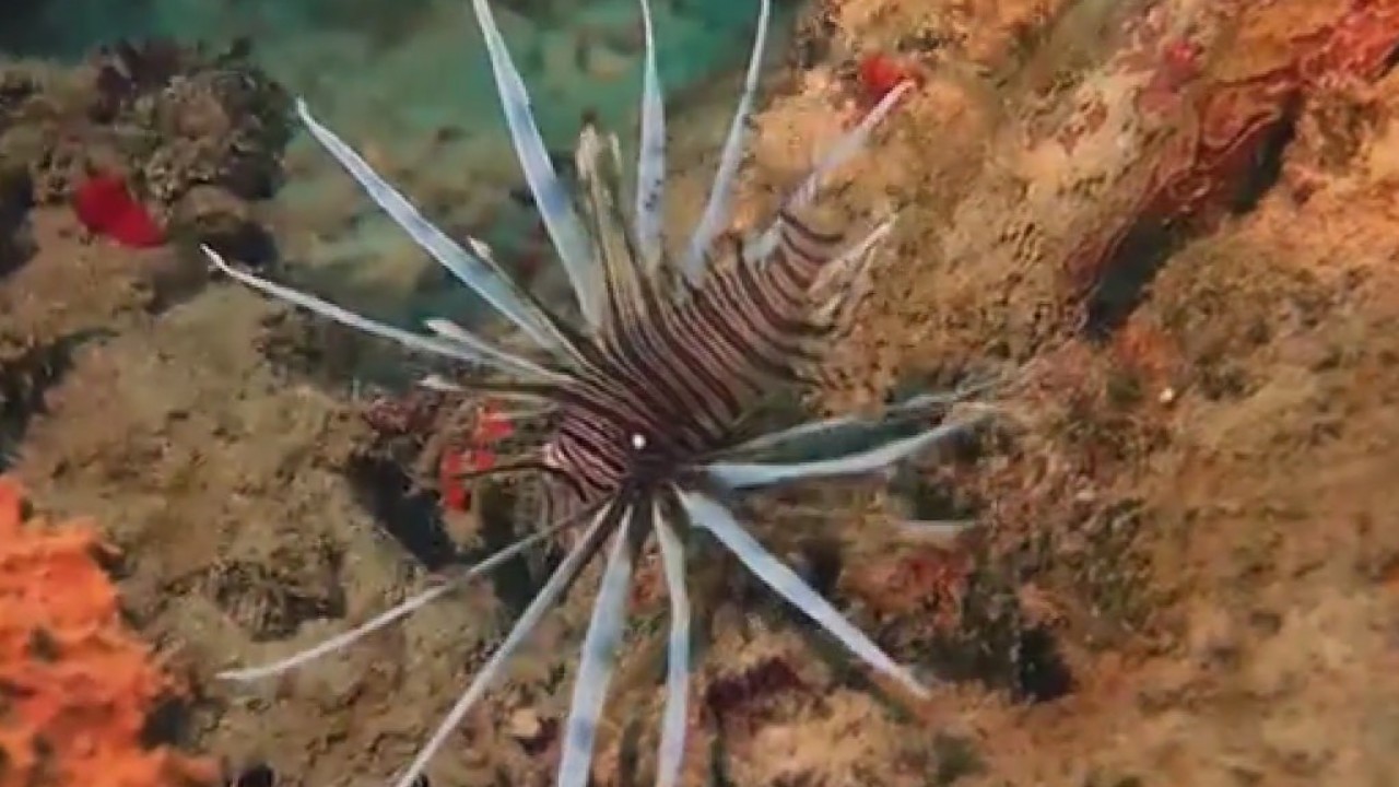 Threat of invasive species grows in Florida